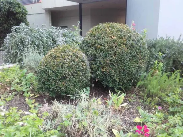 Buxus sempervirens Ball