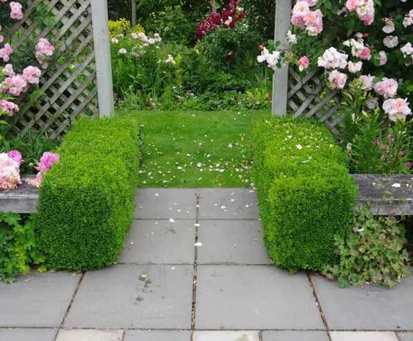 Buxus sempervirens