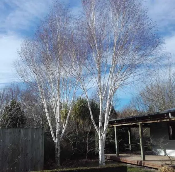 Betula populifolia 'Whitespire'
