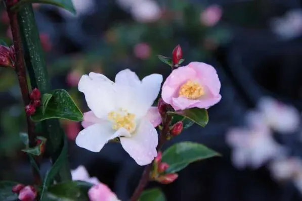 Camellia 'Fairy Blush'