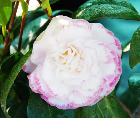 Camellia 'Margaret Davis'