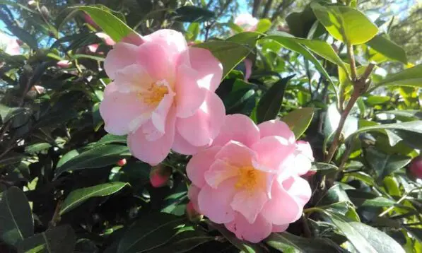 Camellia 'Nicky Crisp'