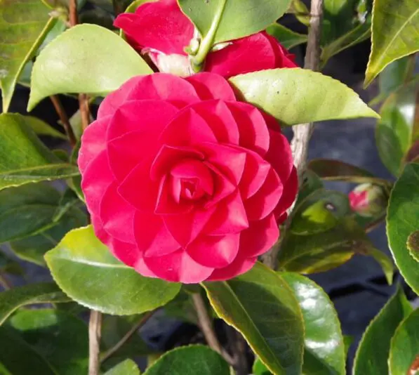 Camellia 'Roger Hall'