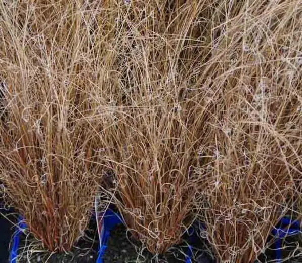 Carex comans 'Bronze'