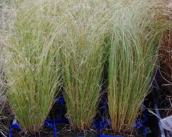 Carex comans 'Green'