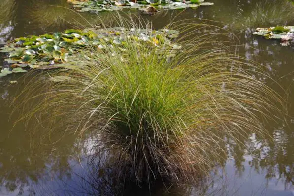 Carex secta