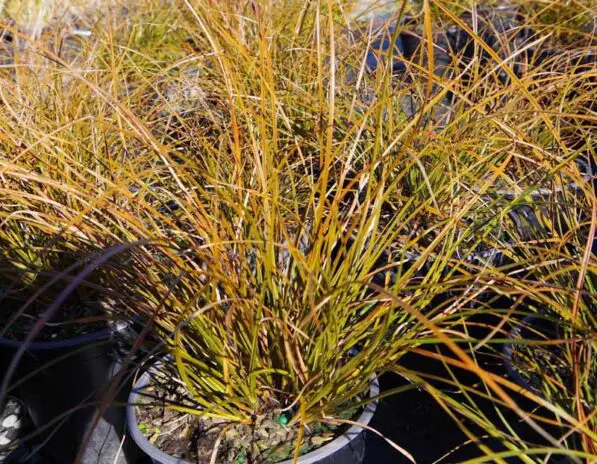 Carex testacea