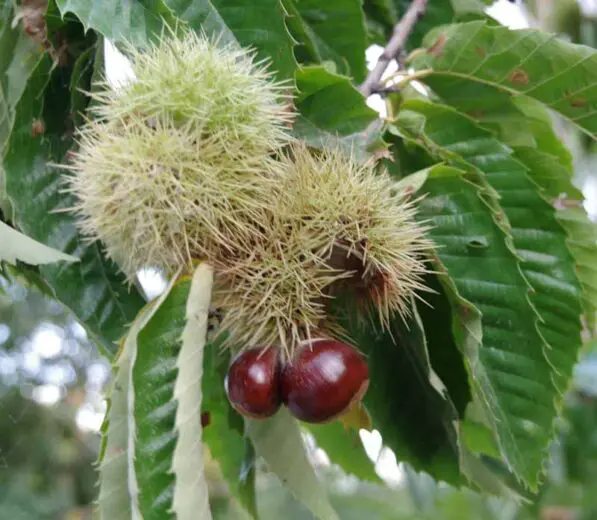 Castanea sativa