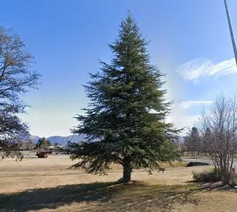 Cedrus atlantica 'Glauca'