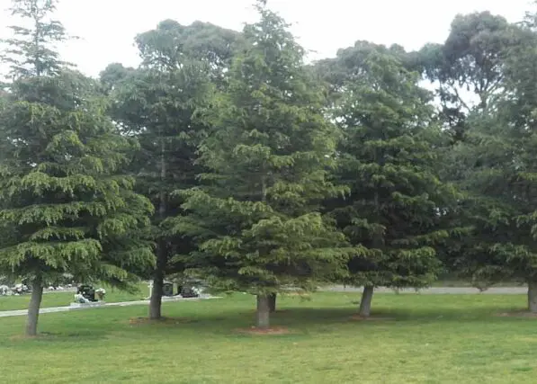 Cedrus deodara