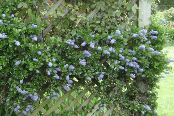 Ceanothus 'Yankee Point'