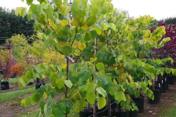 Cercis 'Hearts of Gold'