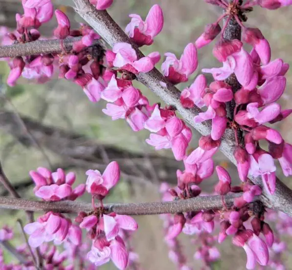Cercis canadensis 'Oklahoma'