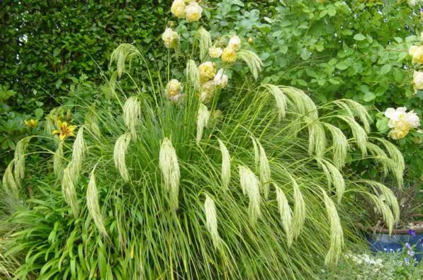 Chionochloa flavicans