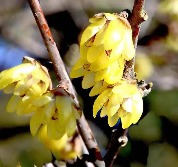 Chimonanthus praecox 'Luteus'