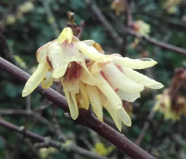 Chimonanthus praecox