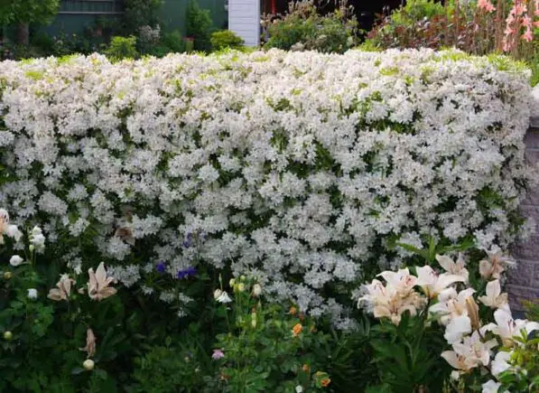 Choisya 'Aztec Pearl'