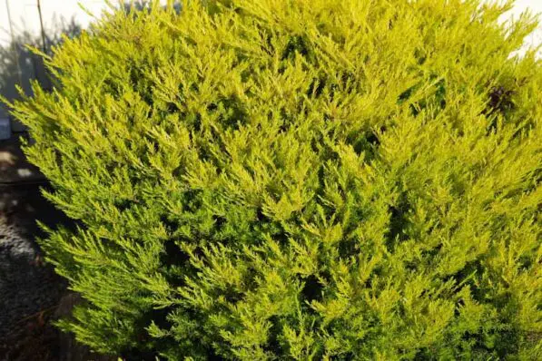 Coleonema 'Sunset Gold'