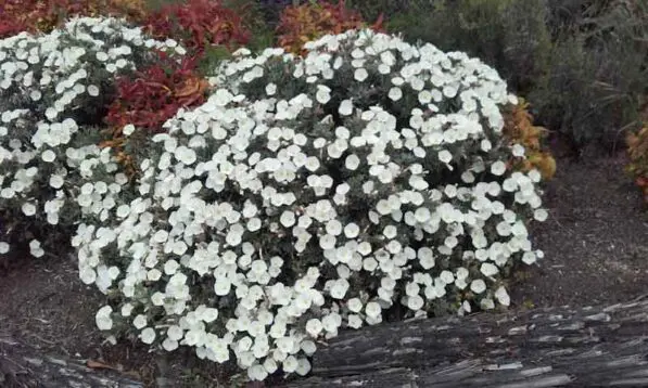Convolvulus cneorum