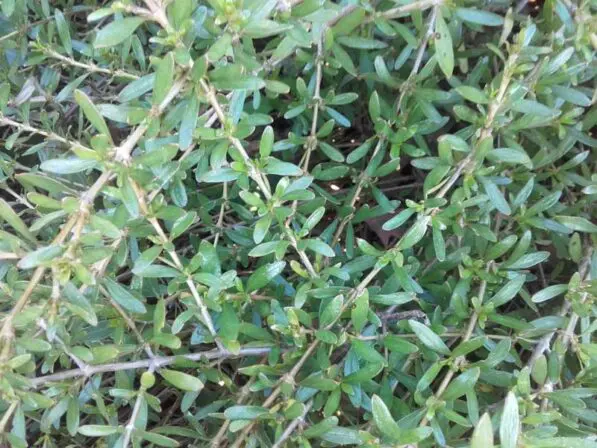 Coprosma x kirkii