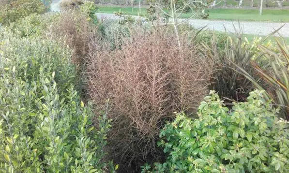 Coprosma rugosa 'Lobster'