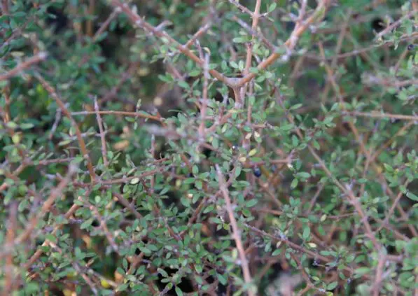 Coprosma propinqua