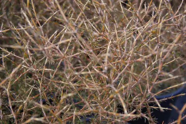 Coprosma 'Red Rocks'