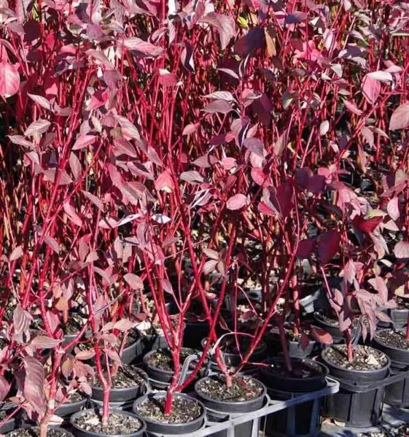 Cornus alba 'Sibirica'