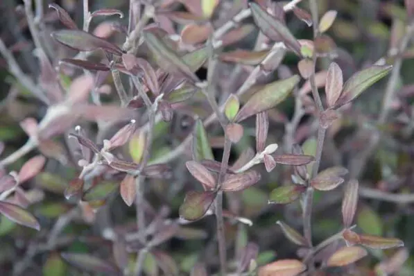 Corokia 'Bronze King'
