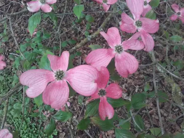 Cornus florida 'Cherokee Chief'
