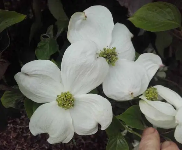 Cornus florida 'Cloud Nine'
