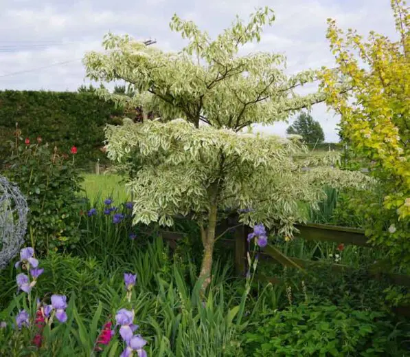 Cornus controversa 'Variegata'