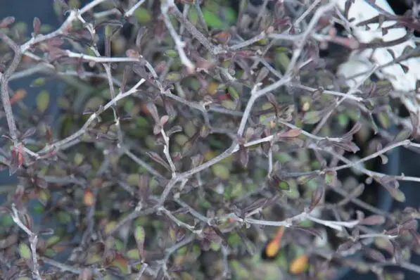 Corokia cotoneaster 'Bronze'