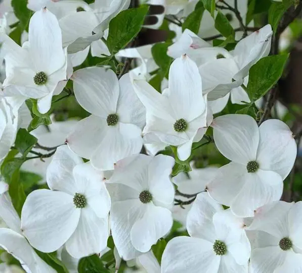 Cornus 'Eddies White Wonder'