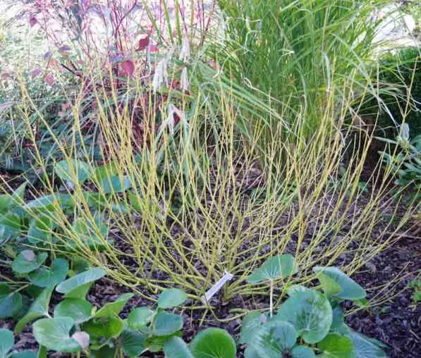 Cornus stolonifera 'Flaviramea'