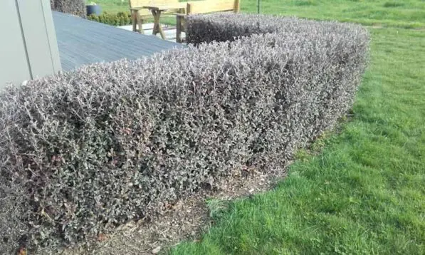 Corokia 'Frosted Chocolate'