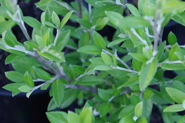 Corokia 'Geentys Green'