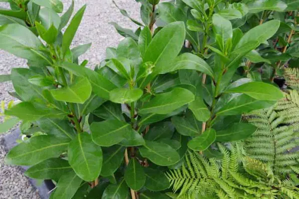 Corynocarpus laevigatus
