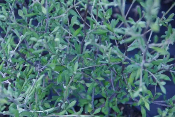 Corokia 'Silver Ghost'