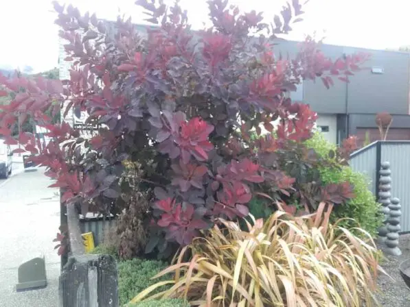 Cotinus coggygria 'Purpurea'