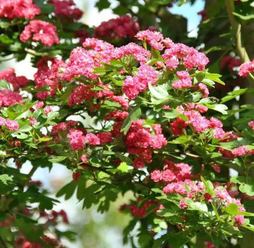Crataegus laevigata 'Pauls Scarlet'