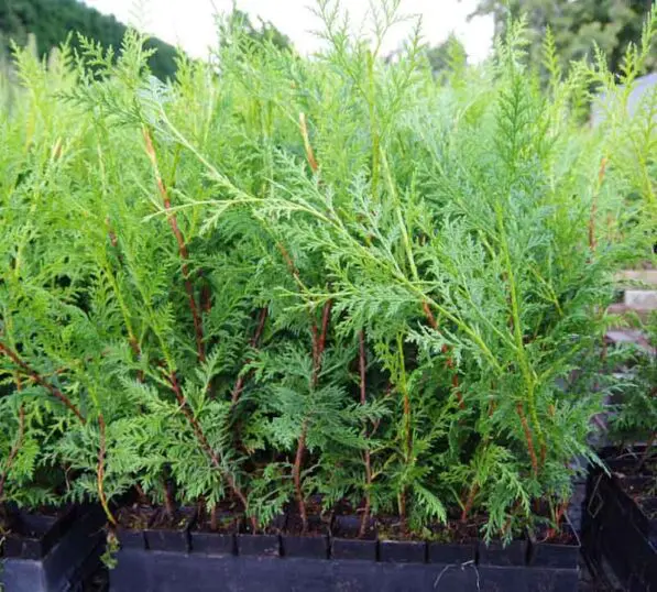 Cupressocyparis 'Ovensii'
