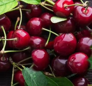 Cherry 'Dawson'