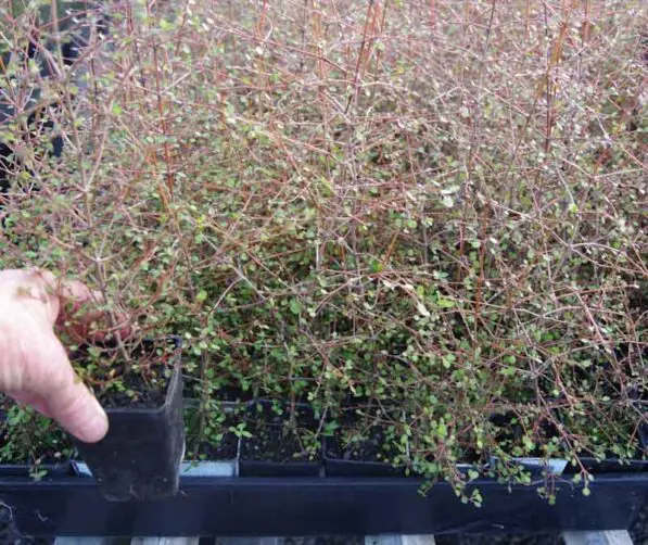 Coprosma crassifolia