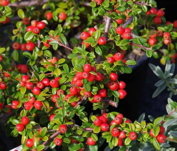 Cotoneaster 'Royal Beauty'