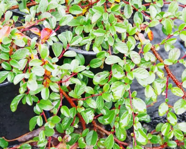 Cotoneaster dammeri