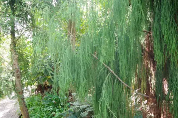 Dacrydium cupressinum