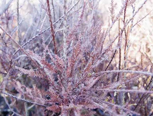 Dacrycarpus dacrydioides