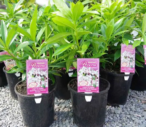 Daphne 'Perfume Princess'