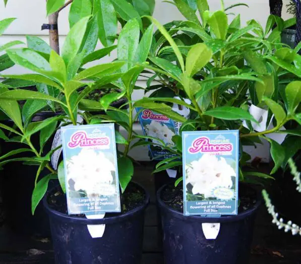 Daphne 'Perfume Princess' White